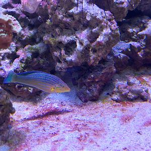 Wrasse ID