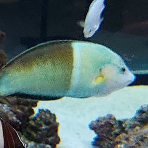 Wrasse ID