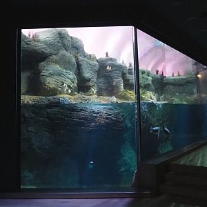 Vriesland - Subantarctic penguin exhibit, 2021-07-17