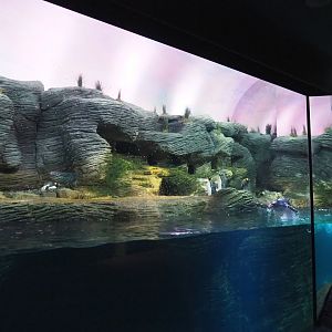 Vriesland - Subantarctic penguin exhibit, 2021-07-17