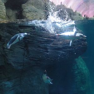 Swimming Subantarctic gentoo penguins (Pygoscelis papua papua), 2021-07-17