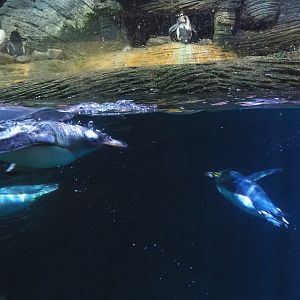 Subantarctic gentoo penguins (Pygoscelis papua papua) and Macaroni penguin (Eudyptes chrysolophus) swimming, 2021-07-17