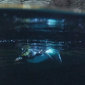 Macaroni penguin (Eudyptes chrysolophus) swimming, 2021-07-17