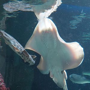 Nursehound (Scyliorhinus stellaris) and Raja species ray, 2021-07-17