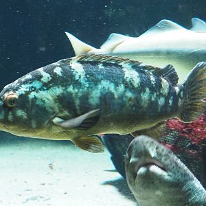 Ballan wrasse (Labrus bergylta), 2021-07-17