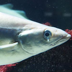 Atlantic pollock (Pollachius pollachius), 2021-07-17