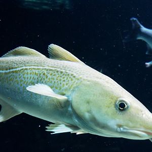 Atlantic cod (Gadus morhua), 2021-07-17
