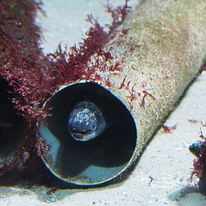 European eel (Anguilla anguilla) in a pipe, 2021-07-17