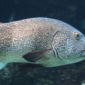 Giant sweetlips (Plectorhinchus albovittatus), 2021-07-17