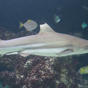 Blacktip reef shark (Carcharhinus melanopterus), 2021-07-17