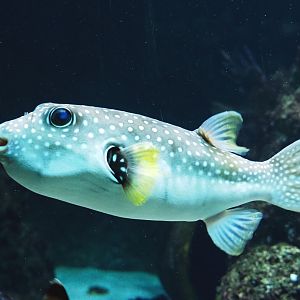 White-spotted pufferfish (Arothron hispidus), 2021-07-17