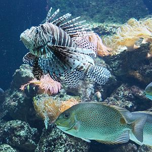 Red lionfish (Pterois volitans) and Orange-spotted spinefoot (Siganus guttatus), 2021-07-17