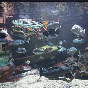Part of African river tank, 2021-07-17