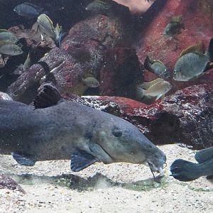 Giraffe catfish (Auchenoglanis occidentalis), 2021-07-17