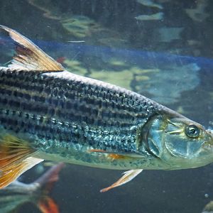 Common African tigerfish (Hydrocynus vittatus), 2021-07-17