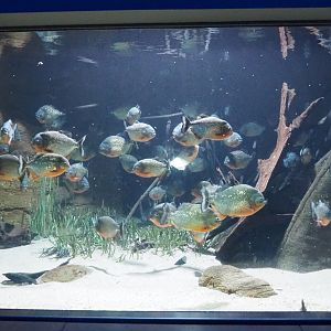Red-bellied piranha tank, 2021-07-17
