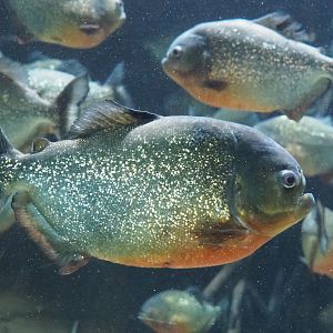 Red-bellied piranha (Pygocentrus nattereri), 2021-07-17