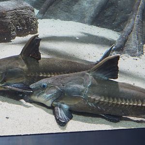 Ripsaw catfish (Oxydoras niger), 2021-07-17