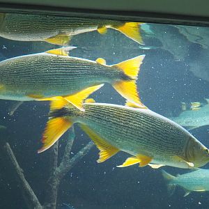Golden dorados (Salminus brasiliensis), 2021-07-17