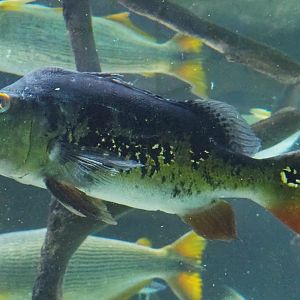 Tucunare peacock bass (Cichla monoculus), 2021-07-17