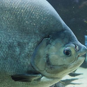 Black pacu or Tambaqui (Colossoma macropomum), 2021-07-17
