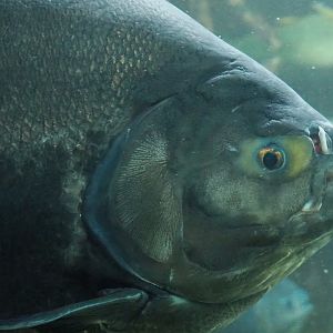Black pacu or Tambaqui (Colossoma macropomum), 2021-07-17