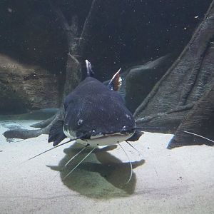 Redtail catfish or Pirarara (Phractocephalus hemioliopterus), 2021-07-17