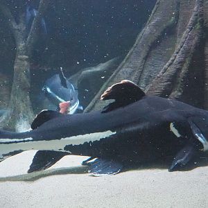 Redtail catfish or Pirarara (Phractocephalus hemioliopterus), 2021-07-17