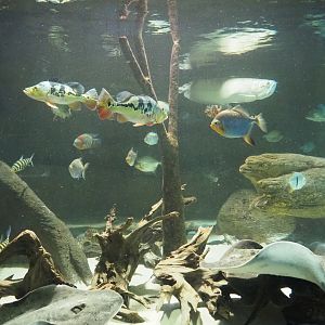 Part of South American tank with Silver arowana, Ocellate river stingray, Peacock bass and other species, 2021-07-17