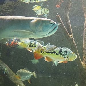 Silver arowana (Osteoglossum bicirrhosum) and Tucunare peacock bass (Cichla monoculus), 2021-07-17