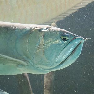 Silver arowana (Osteoglossum bicirrhosum), 2021-07-17