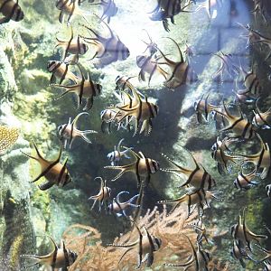 Lots of Banggai cardinalfish, 2021-07-17