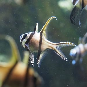 Banggai cardinalfish (Pterapogon kauderni), 2021-07-17