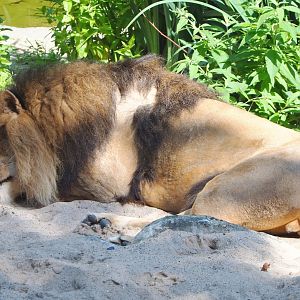 African lion Nestor (Panthera leo), 2021-07-17