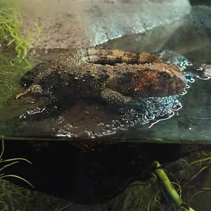Chinese crocodile lizard (Shinisaurus crocodilurus crocodilurus), 2021-07-17