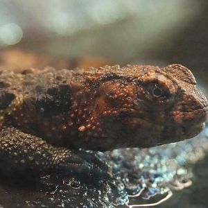 Chinese crocodile lizard (Shinisaurus crocodilurus crocodilurus), 2021-07-17