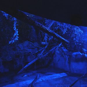 American alligator exhibit during a replicated tropical thunderstorm, 2021-07-17