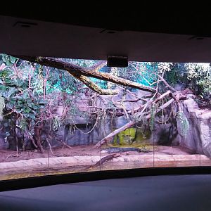 American alligator and Branderhorst's snapping turtle, 2021-07-17