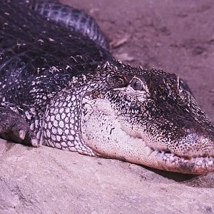 American alligator (Alligator mississippiensis), 2021-07-17