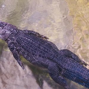 American alligator (Alligator mississippiensis), 2021-07-17