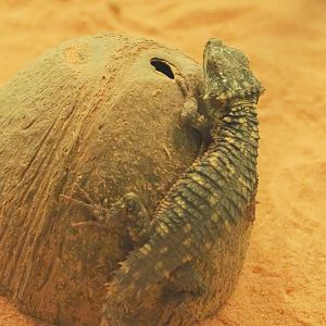 Juvenile Zoutpansberg girdled lizard (Smaug depressus), 2021-07-17