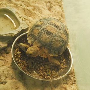 Juvenile Egyptian tortoise (Testudo kleinmanni), 2021-07-17