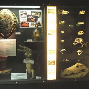 Display with impounded illegal reptile souvenirs, reptile skulls and a frog skeleton, 2021-07-17