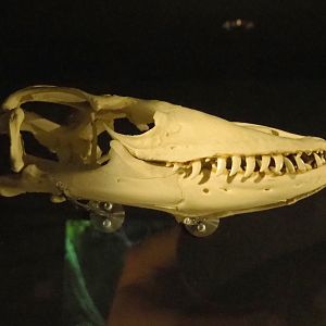 Komodo dragon skull (Varanus komodoensis), 2021-07-17
