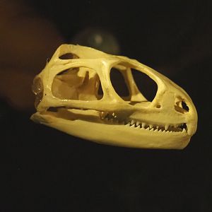 Tuatara skull (Sphenodon punctatus), 2021-07-17