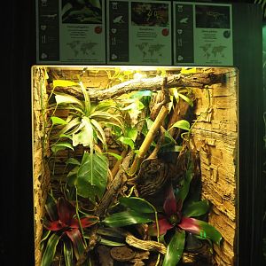 Yellow-banded poison dart frog, Jeberos mimic poison dart frog and Peacock day gecko terrarium, 2021-07-17