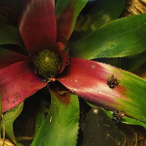 Tank bromeliad with Jeberos mimic poison dart frogs (Ranitomeya imitator 'Jeberos'), 2021-07-17