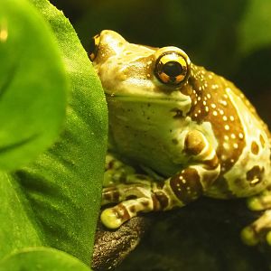 Mission golden-eyed tree frog or Amazon milk frog (Trachycephalus resinifictrix), 2021-07-17
