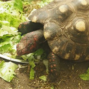 Red-footed tortoise (Chelonoidis carbonarius), 2021-07-17