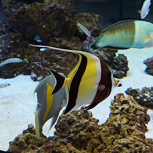 Moorish Idol and Clown Wrasse